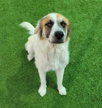 WALLACE -  Great Pyrenees and Mixed Breed Dog for Adoption in Sarasota, Florida - WALLACE | PetCurious