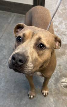 Rescue Pit Bull Terrier and Mixed Breed Dogs for Adoption in Bowling Green, Kentucky - Minnie | PetCurious