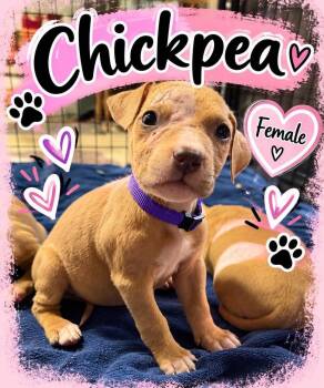 Chickpea -  Mixed Breed Dog for Adoption in Pleasant Ridge, Michigan - Chickpea | PetCurious