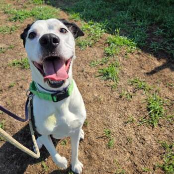 Gracie -  Mixed Breed Dog for Adoption in Ballston Spa, New York - Gracie | PetCurious