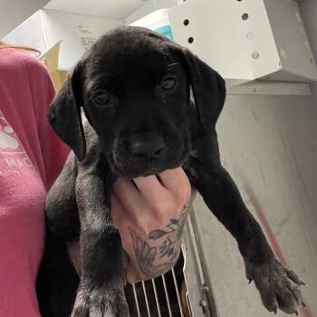 Macchiato -  Mixed Breed Dog for Adoption in Chattanooga, Tennessee - Macchiato | PetCurious