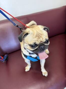 Pug Dogs Available for Adoption - PorkChop | PetCurious