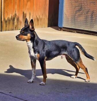Jack -  Chihuahua and Corgi Dog for Adoption in Boulder, Colorado - Jack | PetCurious