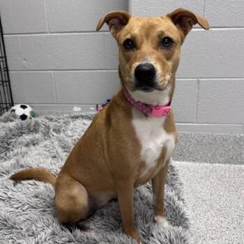 Rubyanna -  Mixed Breed Dog for Adoption in Lansing, Michigan - Rubyanna | PetCurious