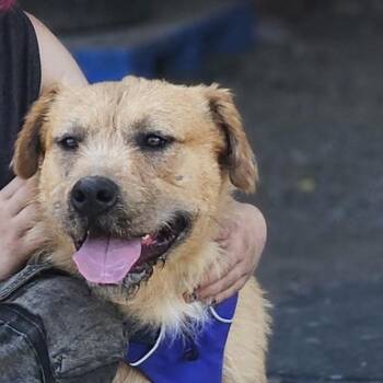 Atlas - Rescued Pup Needs Foster ASAP -  Terrier Dog for Adoption in Kirkland, Washington - Atlas - Rescued Pup Needs Foster ASAP | PetCurious