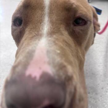 Biscotti -  Pit Bull Terrier and Great Dane Dog for Adoption in Indianapolis, Indiana - Biscotti | PetCurious