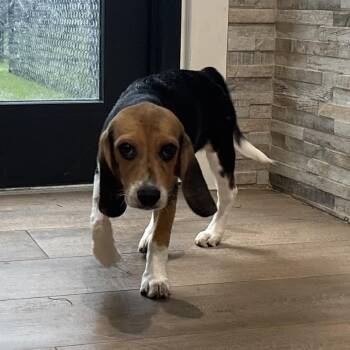 B6 1927 -  Beagle Dog for Adoption in Loxahatchee Groves, Florida - B6 1927 | PetCurious