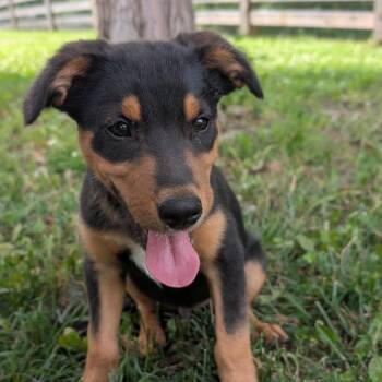 Ralph -  Terrier Dog for Adoption in La Grange, Kentucky - Ralph | PetCurious