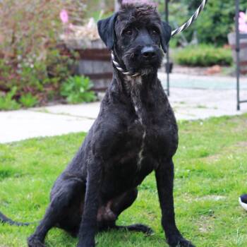 Poodle Dogs Available for Adoption in Eastford, Connecticut - CT Max | PetCurious