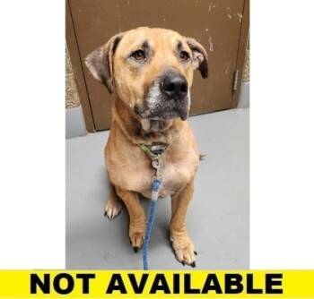 Rescue Mixed Breed Dogs for Adoption in Eugene, Oregon - Orion | PetCurious