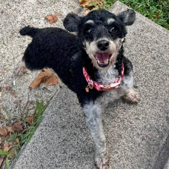 Genesis -  Miniature Poodle and None Dog for Adoption in Cincinnati, Ohio - Genesis | PetCurious