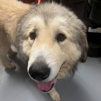 Mixed Breed Dogs Available for Adoption in Asheville, North Carolina - Chief | PetCurious