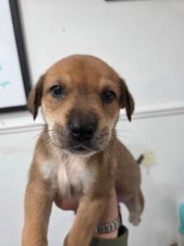 Manchester Terrier Dogs Available for Adoption in Brookings, Oregon - Mozart | PetCurious