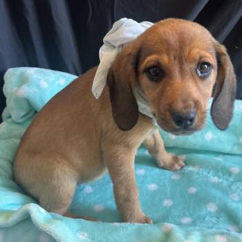 Alexis -  Mixed Breed Dog for Adoption in Canal Winchester, Ohio - Alexis | PetCurious