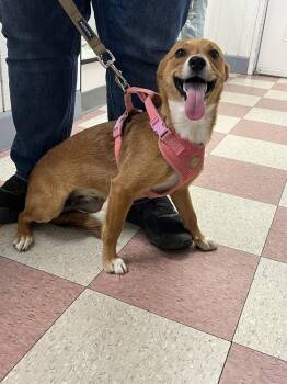 Chihuahua and Border Collie Dogs Available for Adoption in Ontario, California - Masha | PetCurious