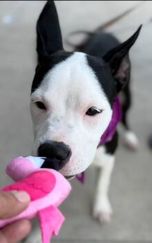 Rescue American Bully and American Staffordshire Terrier Dogs for Adoption in Pflugerville, Texas - Ling Ling | PetCurious