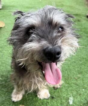 Lisbon -  Schnauzer and Poodle Dog for Adoption in Ramona, California - Lisbon | PetCurious