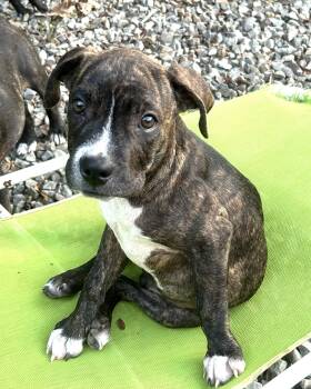 Cosmo Lonestar -  Terrier Dog for Adoption in Rockaway, New Jersey - Cosmo Lonestar | PetCurious