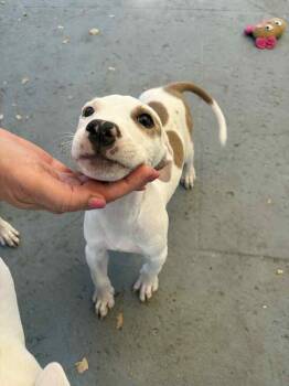 Rescue Mixed Breed Dogs for Adoption in Pinellas Park, Florida - Billie (Boletus) | PetCurious