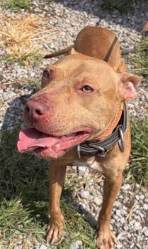 Redford -  Mixed Breed Dog for Adoption in Mckeesport, Pennsylvania - Redford | PetCurious