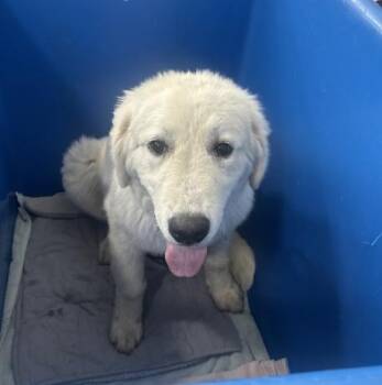 Mixed Breed Dogs Available for Adoption in Dallas, Texas - FRANK | PetCurious