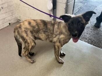 ALFRED -  German Shepherd Dog and Mixed Breed Dog for Adoption in San Bernardino, California - ALFRED | PetCurious