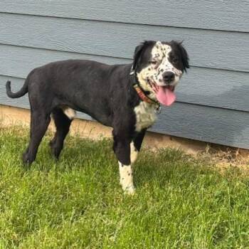 Jack-Foster -  Mixed Breed Dog for Adoption in Walker, Michigan - Jack-Foster | PetCurious