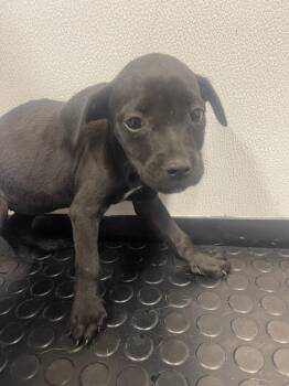 Winona -  Lakeland Terrier and Mixed Breed Dog for Adoption in Kemp, Texas - Winona | PetCurious
