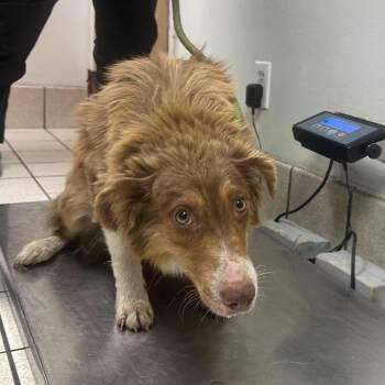Namzoom -  Mixed Breed Dog for Adoption in Charleston, West Virginia - Namzoom | PetCurious
