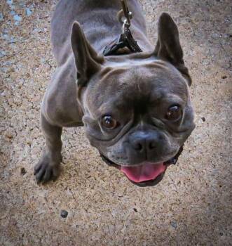 Nerf -  French Bulldog Dog for Adoption in Broken Arrow, Oklahoma - Nerf | PetCurious