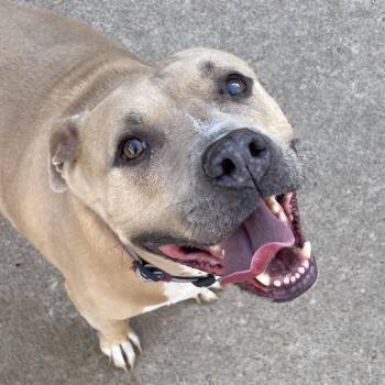 Pit Bull Terrier Dogs Available for Adoption - Maya | PetCurious