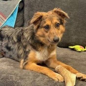 Australian Shepherd Dogs Available for Adoption in Collegeville, Pennsylvania - Luuna | PetCurious
