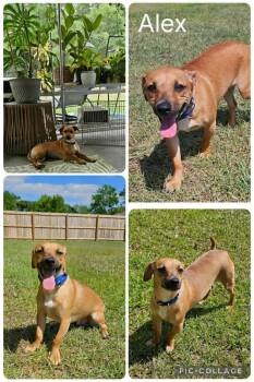 Dachshund Dogs Available for Adoption in Enterprise, Alabama - Alex | PetCurious