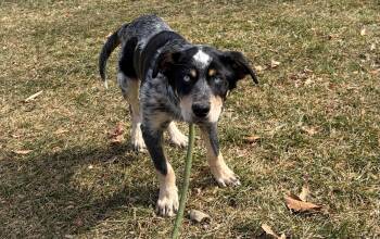 Australian Cattle Dog Blue Heeler Dogs Available for Adoption - Elvis | PetCurious