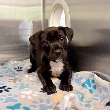 Pepper -  Dachshund and Mixed Breed Dog for Adoption in Buffalo, Minnesota - Pepper | PetCurious