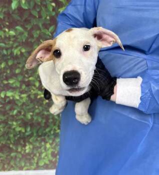 Rescue Terrier and Mixed Breed Dogs for Adoption in San Antonio, Texas - Great Pumpkin | PetCurious