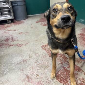 Espresso -  Mixed Breed Dog for Adoption in Pauls Valley, Oklahoma - Espresso | PetCurious