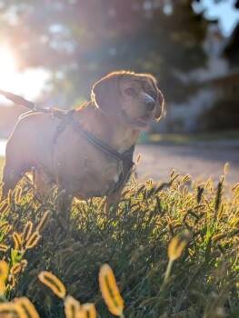 Harvest -  Cavalier King Charles Spaniel and Shar Pei Dog Available for Adoption in Parma Heights, Ohio - Harvest | PetCurious