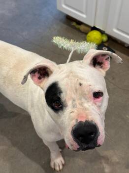 Rescue American Staffordshire Terrier Dogs for Adoption in Marble Falls, Texas - Bernadette | PetCurious