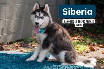 Siberia -  Husky Dog for Adoption in Sevierville, Tennessee - Siberia | PetCurious