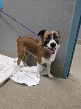 TRIXIE -  Australian Shepherd and Mixed Breed Dog for Adoption in Las Vegas, Nevada - TRIXIE | PetCurious