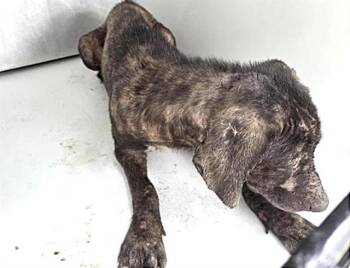 Labrador Retriever and Mixed Breed Dogs Available for Adoption in Houston, Texas - LERA | PetCurious