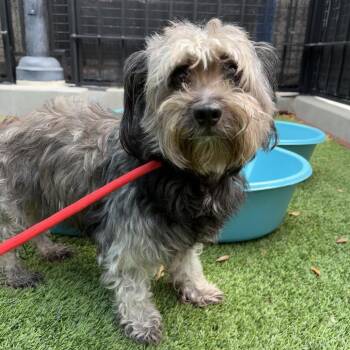 Maxine A2280430 -  Shih Tzu Dog for Adoption in Los Angeles, California - Maxine A2280430 | PetCurious