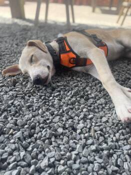 Diez -  Yellow Labrador Retriever Dog Available for Adoption in Portland, Oregon - Diez | PetCurious
