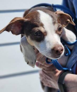 Moon Pie fka Dog 2 -  Chihuahua and Mixed Breed Dog for Adoption in West Chester, Pennsylvania - Moon Pie Fka Dog 2 | PetCurious