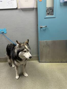 Siberian Husky Dogs Available for Adoption - OLAF | PetCurious