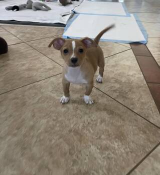 Josh -  Chihuahua Dog for Adoption in Phoenix, Arizona - Josh | PetCurious