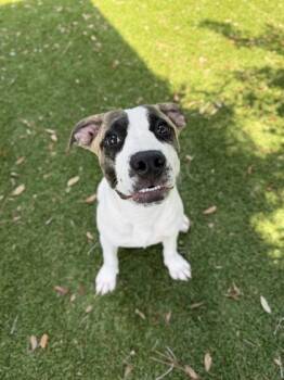 Money - 1 -  American Bulldog and Mixed Breed Dog for Adoption in Daytona Beach, Florida - Money - 1 | PetCurious