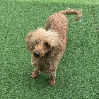 Zoomie Sue 9086 -  Miniature Poodle Dog for Adoption in Loxahatchee Groves, Florida - Zoomie Sue 9086 | PetCurious