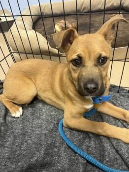 Rescue Mixed Breed Dogs for Adoption in Chamblee, Georgia - Fruit Bat- IN FOSTER | PetCurious